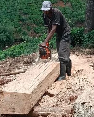 A bluegum Tree Cut Half by a Powersaw for Hire